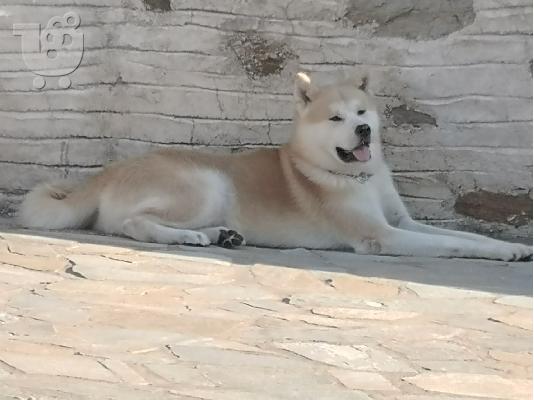 PoulaTo: Κοινωνικός 1,5 ετών, Αρσενικός Akita Inu μεγαλωμένος με τους γονείς του
